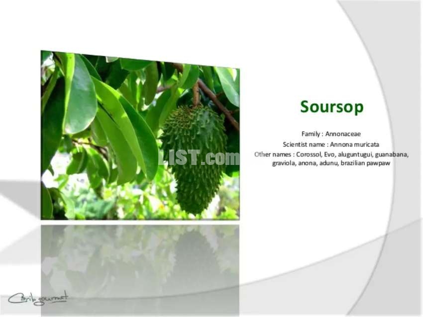 Soursop ( Anti Cancer fruit)