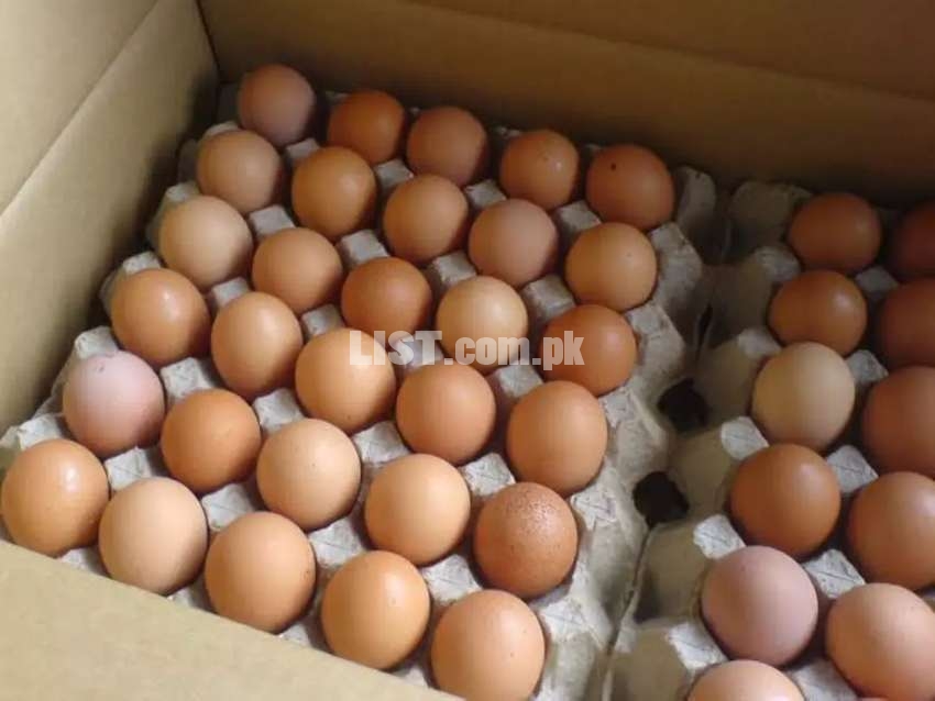 Australorp Fertile Eggs for Poultry Farmers & Hobbyists-95% Hatching