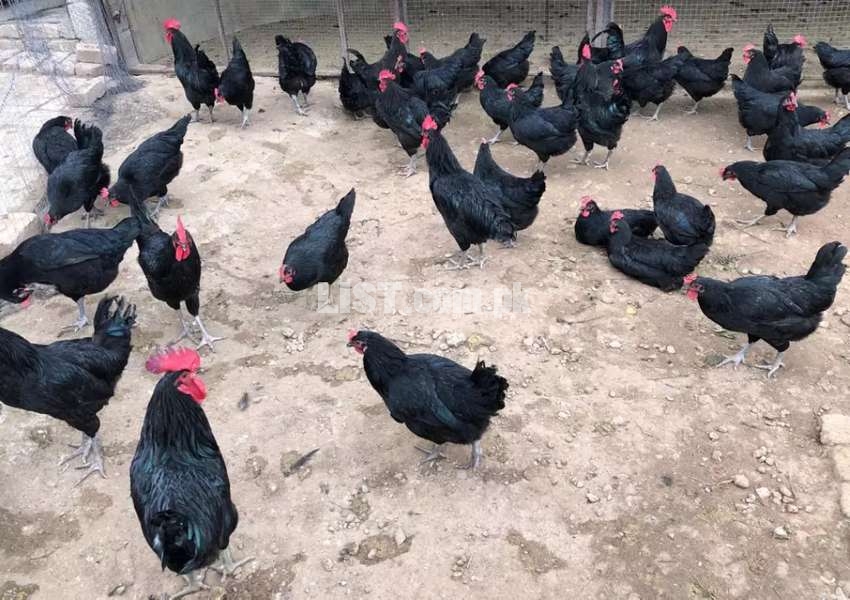 Australorp chicks and eggs -Rawalpindi & Islamabad