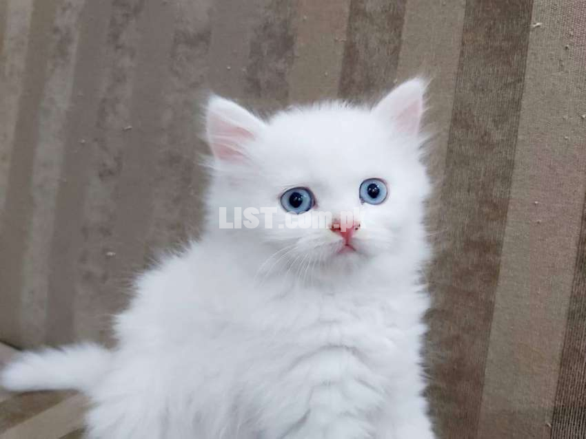 Blue eyes white Persian male & female kitten
