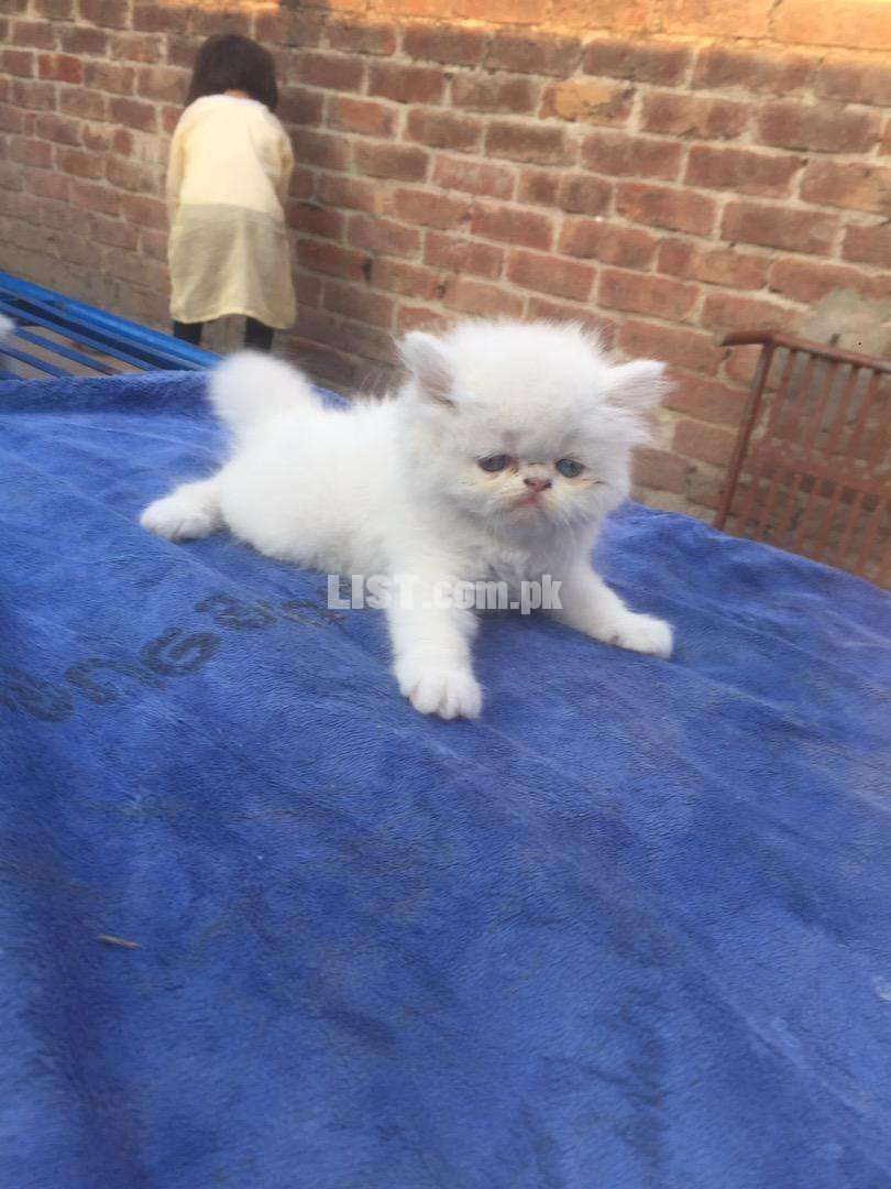 Persian female kitten age 2 month