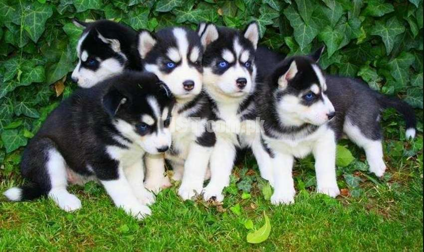 Top quality siberian husky puppies available from imported parents