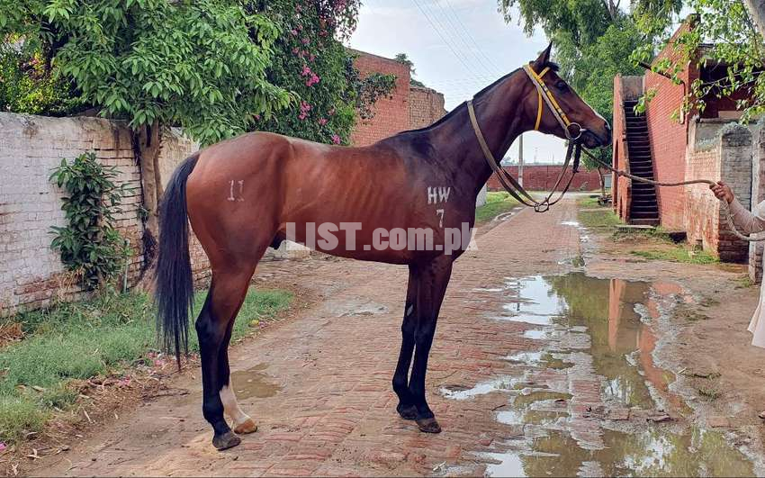 Imported Infoal Thoroughbred Colt 3 Year Old