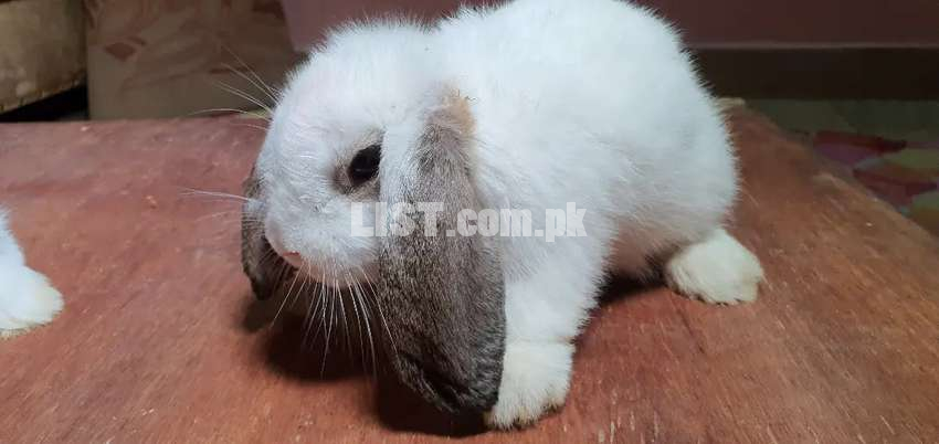 Seal point Holland lop bunnies