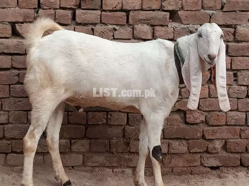 Goat  for sale