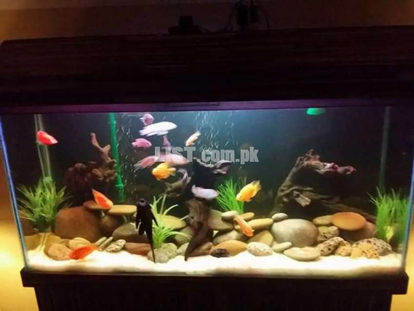 AQUARIUM MAKEOVER SERVICES BY FISH ON WHEELS