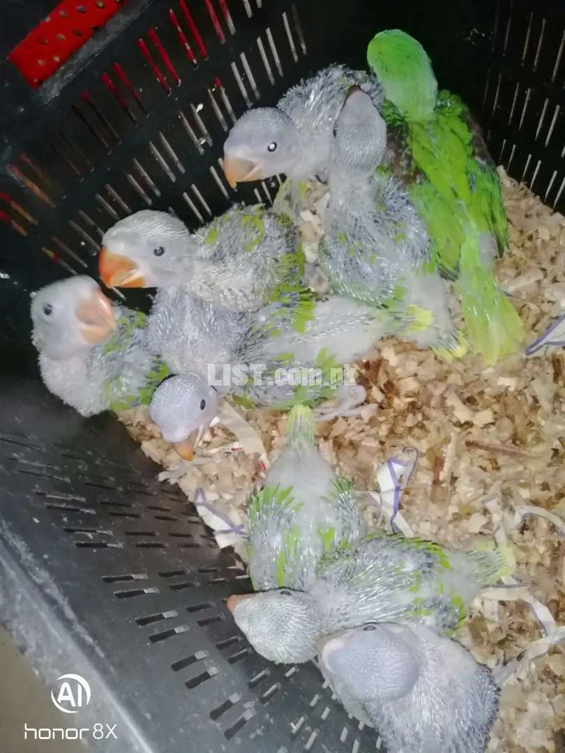 Pahari Alexanderine chicks Available