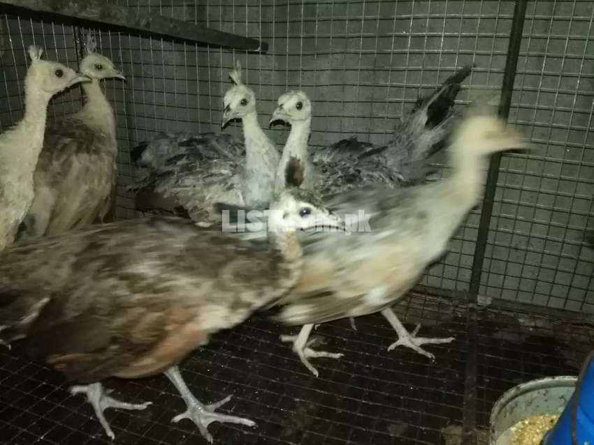 Peacock chicks