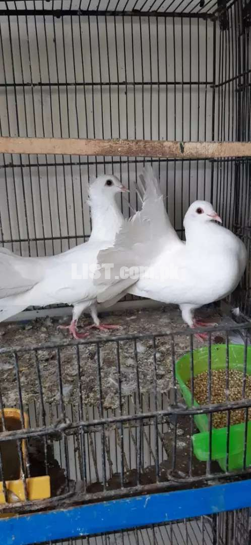 White lukky pair available