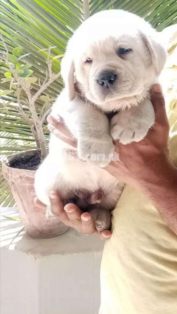 Labrador pedigree male