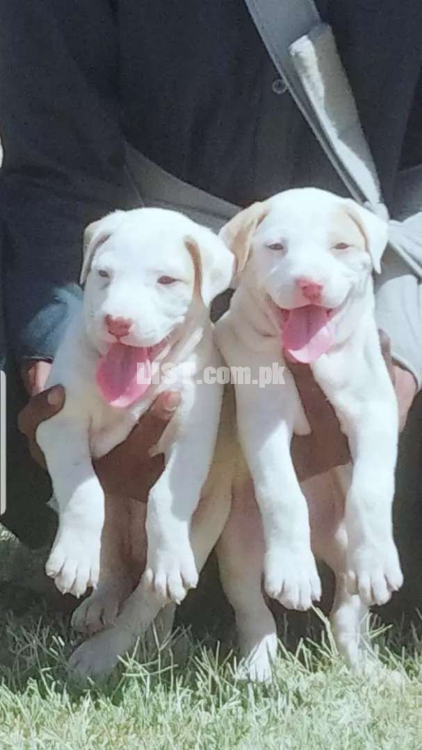 Bully Gultair Pair age 2 month for sale