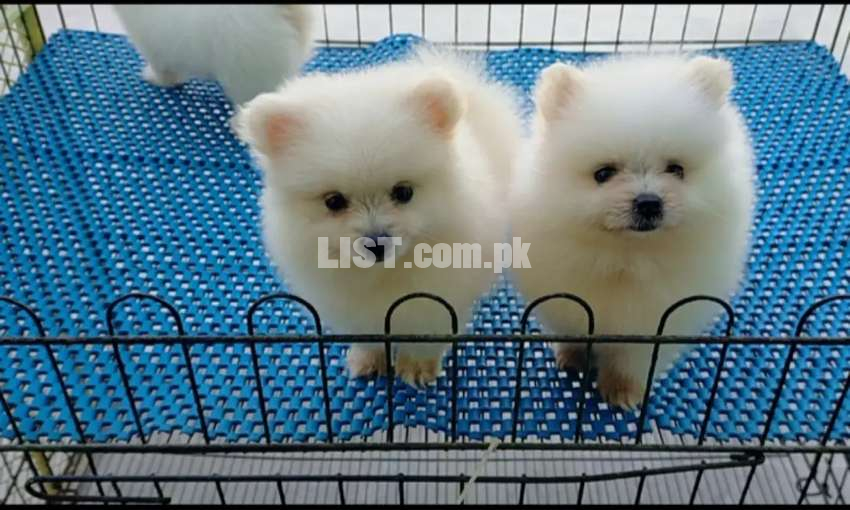 Pomeranian show quality highly pedigreed pups