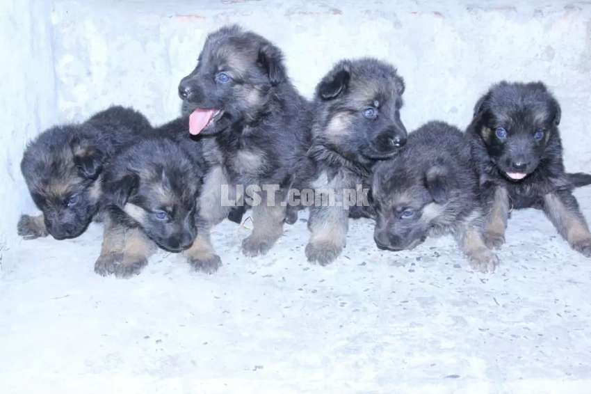 Eidi offer German Shepherd Male/Female Puppies for Sale only 4 Family