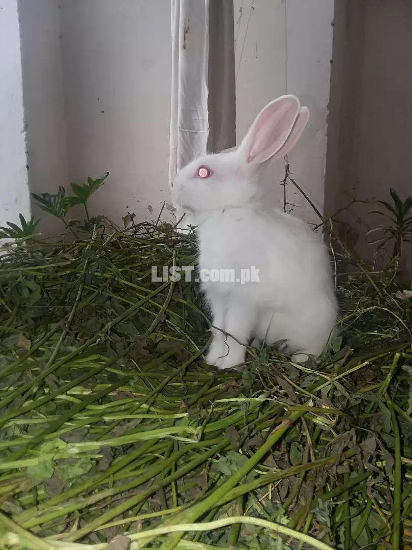 Cute Rabbits For sale