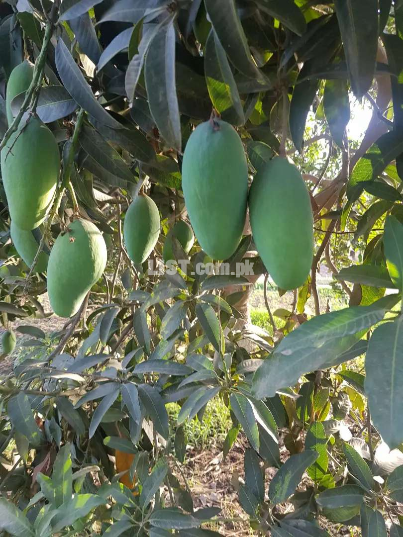 Mango orchard available for rent. Aam ka bagh