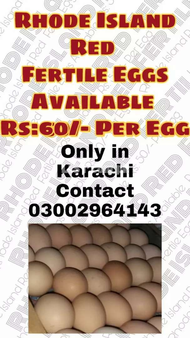 RiR Fertile Eggs