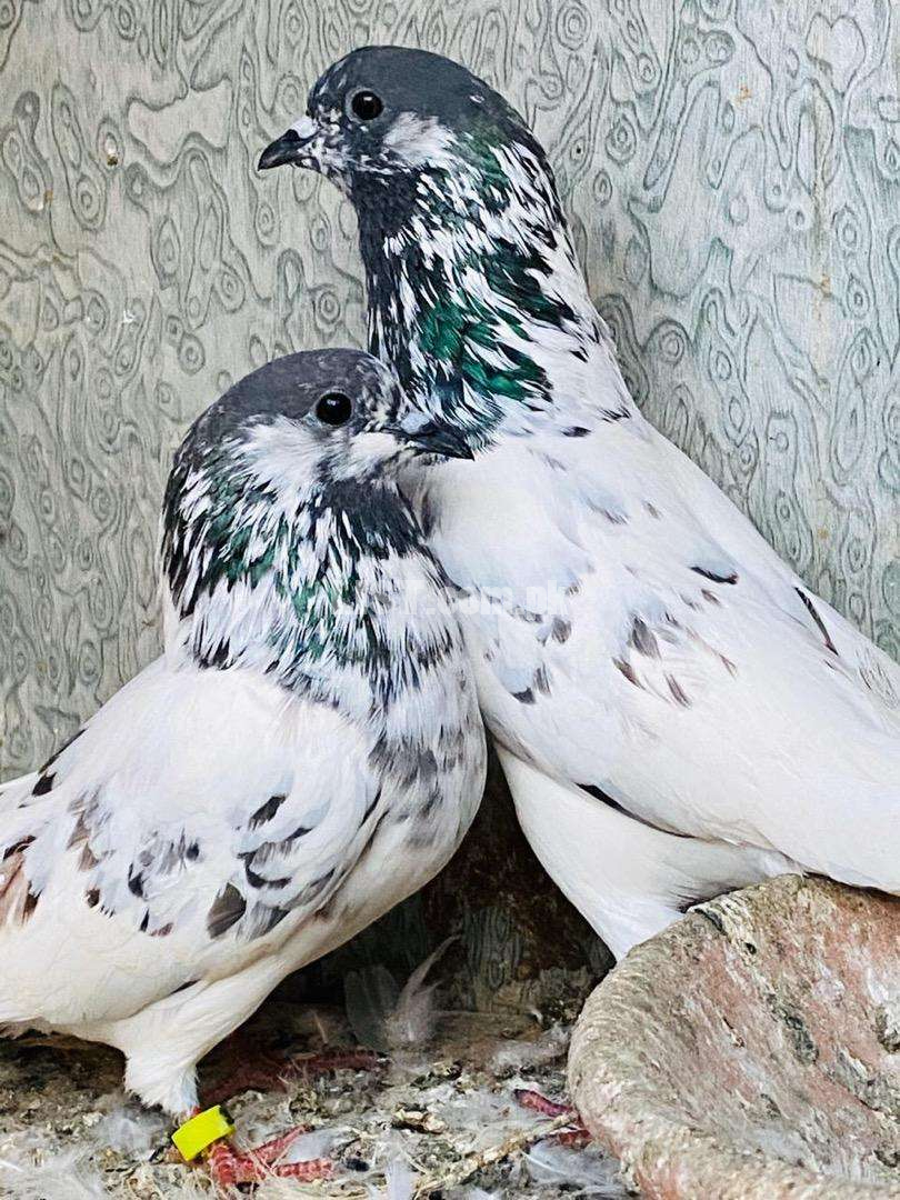 Tedy , Sialkoti phatey. Tedy adult pair with chicks