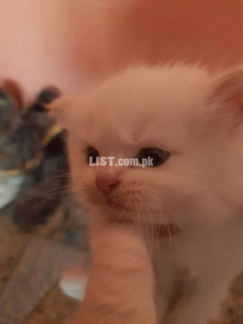 Pure persian white tripple coat blue eyed female kitten and adult