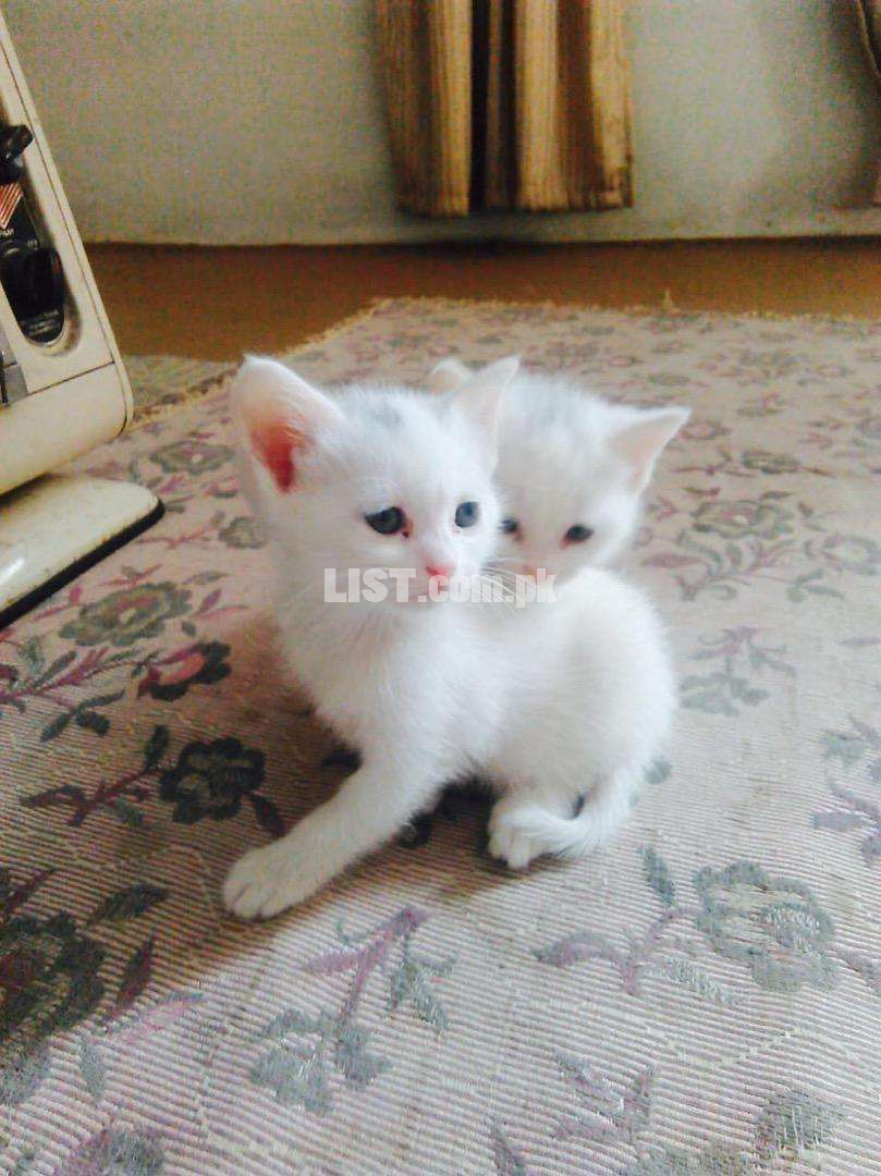 White parsian kitten in peshawar