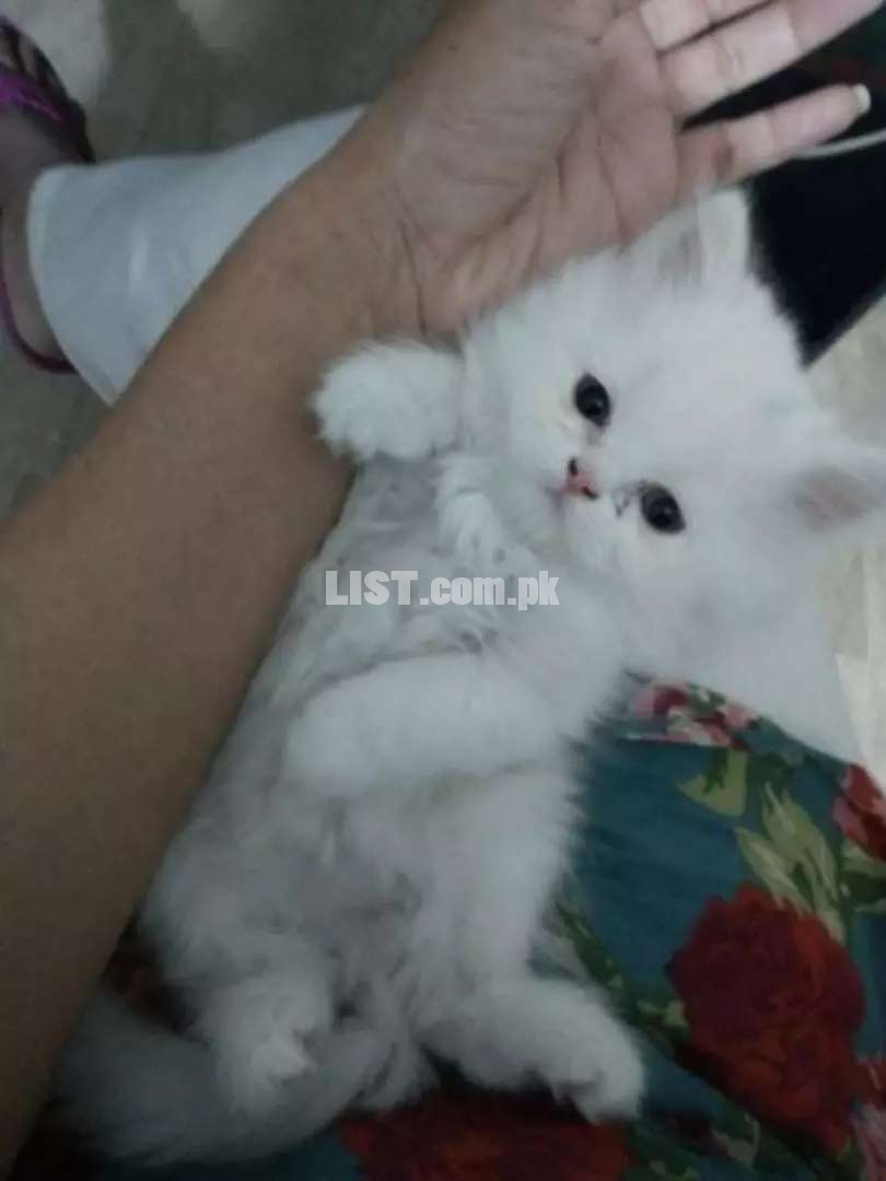White kittens available in lahore