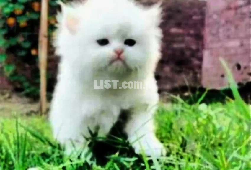 Persian female extreme punched face blueeyes kttens available