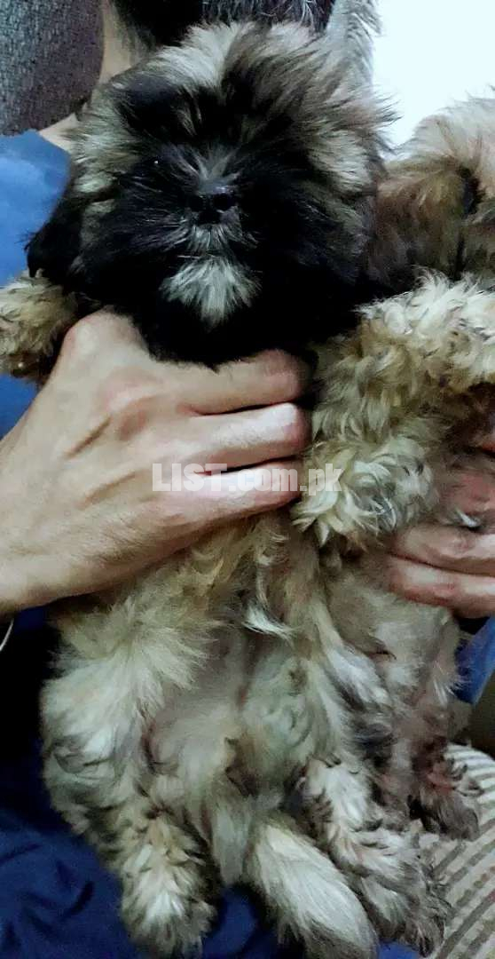 Shihtzu puppy for sale only 45000