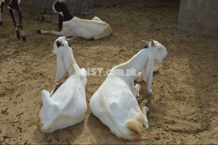 Gulabi Pateri Goats