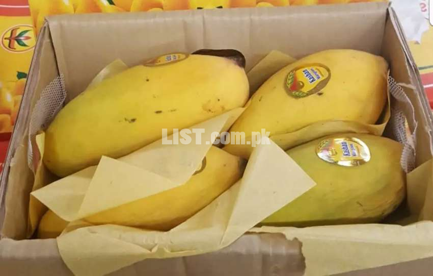 Sindhri mango available for sale