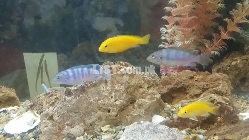 Cichlids fishes 4 for sale 2 Inch each