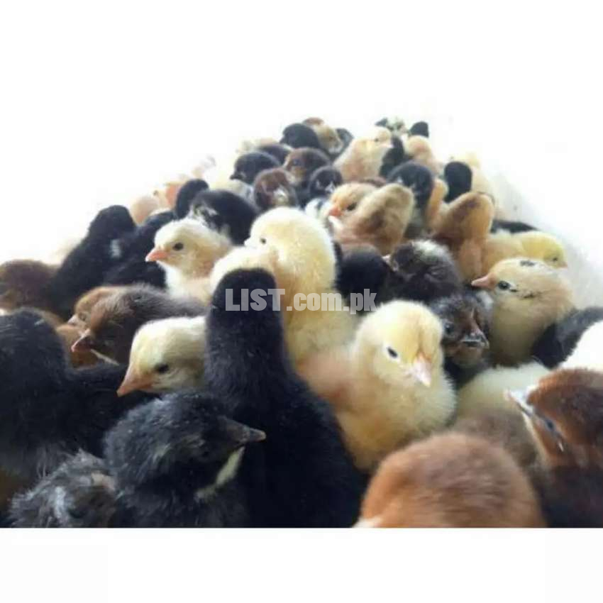 Day old Desi chicks - 100 for Rs 4500 - Great for organic farming