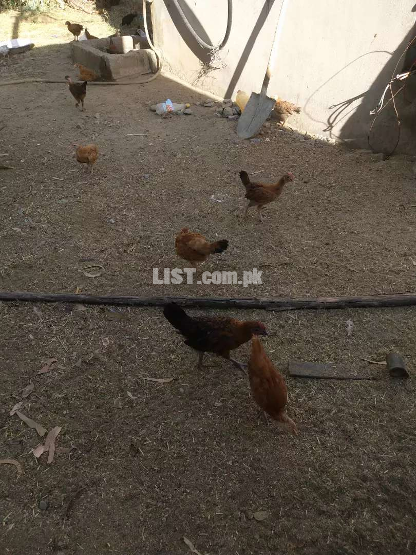 Desi chicks available at a low price