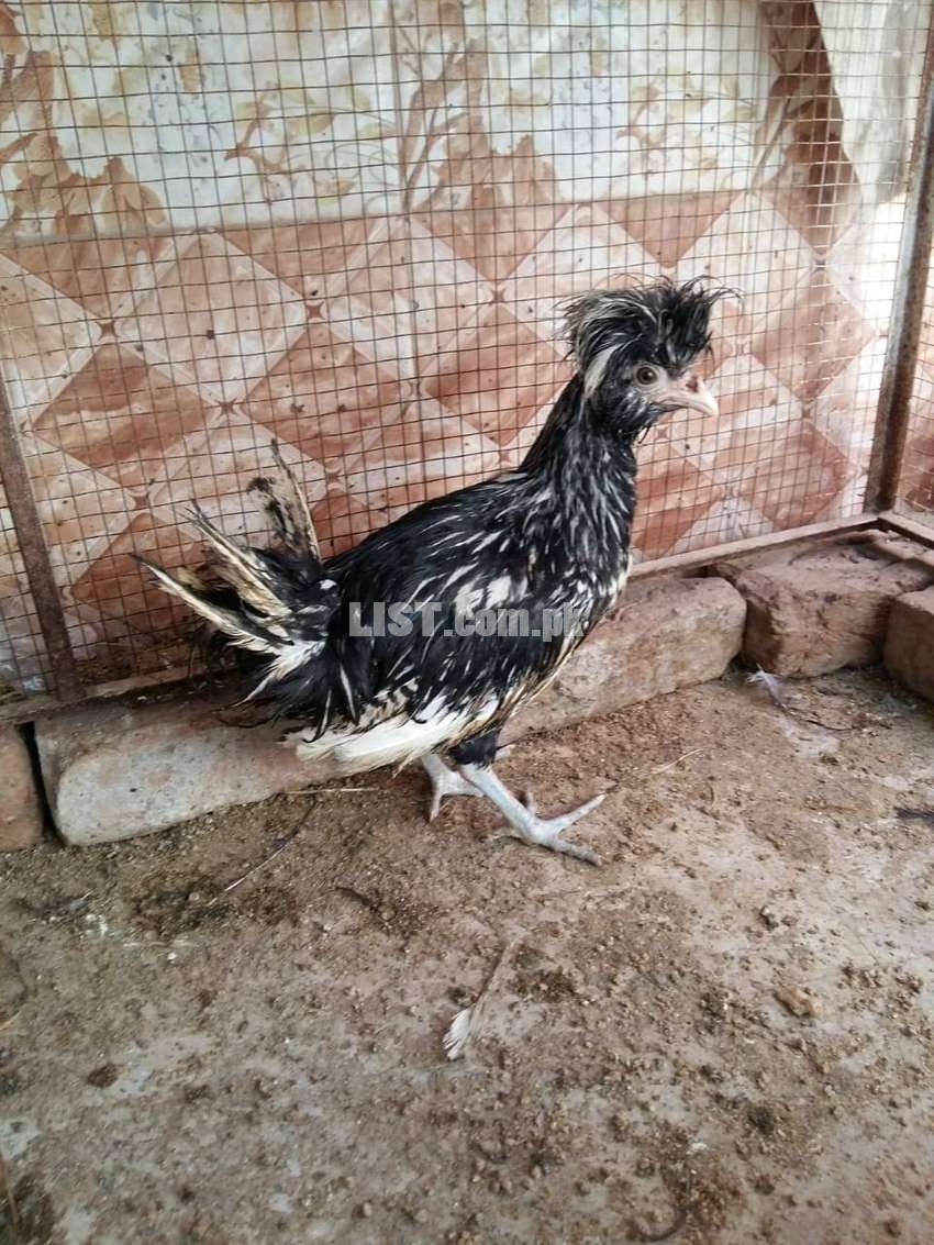 Silver laced polish favorous pair 4 month old