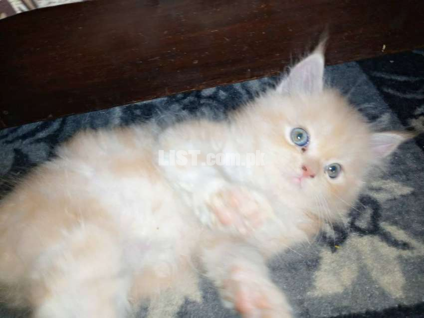 Persian punch face triple coated kitten for sale