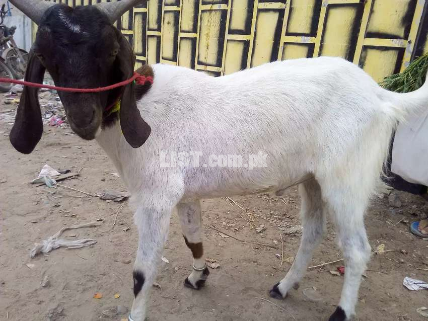 Beautiful  Bakray for sale for qurbani