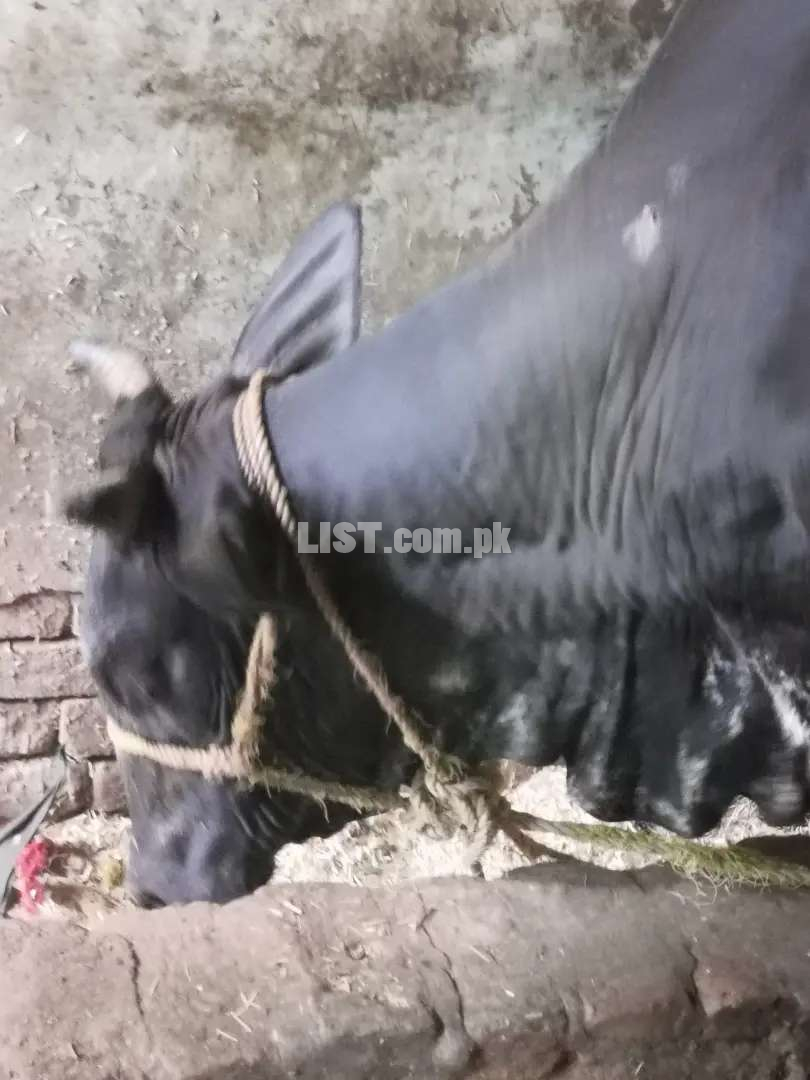 Cow for sale for qurabni