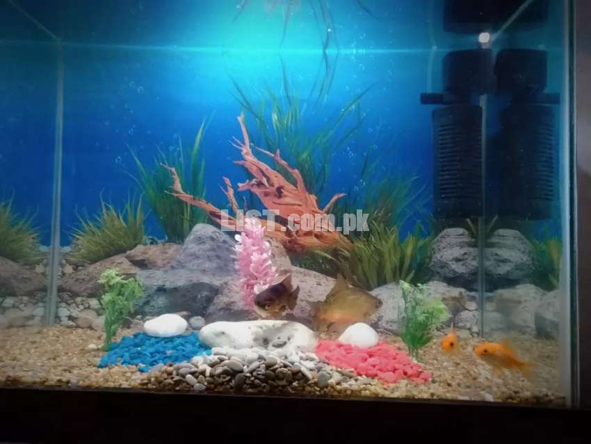 2 feet  New Aquarium complete setup with fishes and full home service