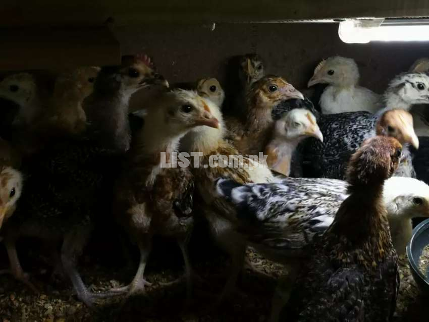 Desi Chicks (females) - 4 Weeks Old - Great for organic egg production