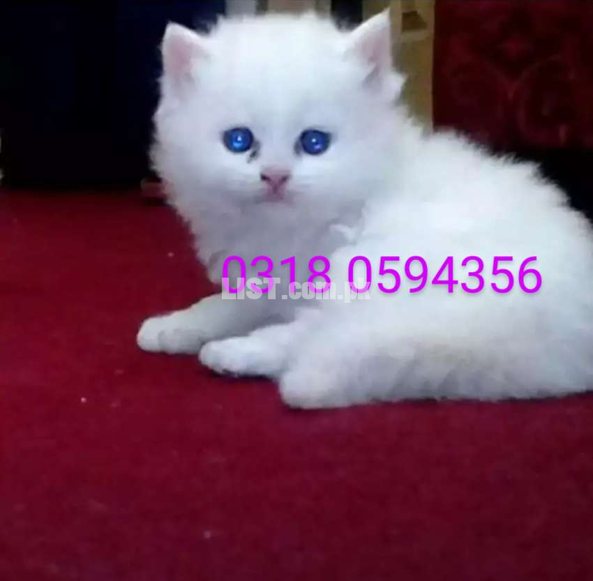 Beautiful persian blue eyes kittens available