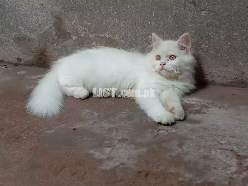 Persian Male Cat.