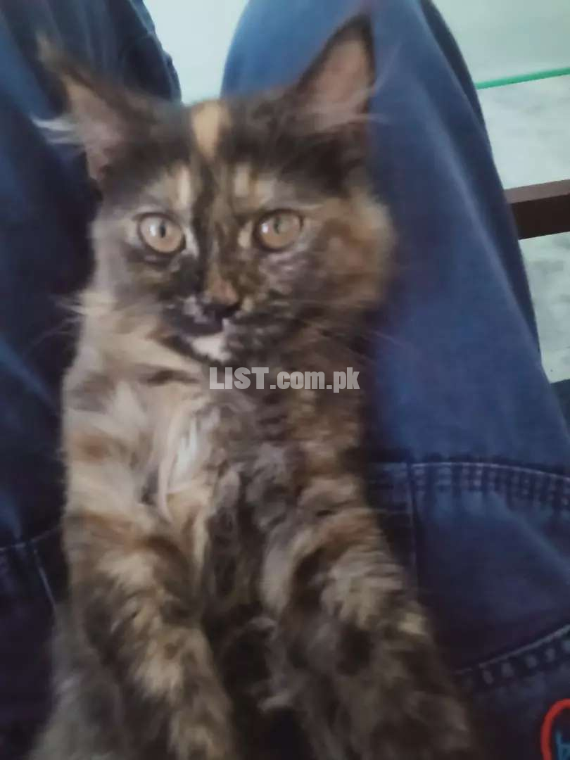 Pure Persian tripple coated Calico kitten