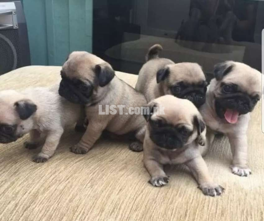 Pug puppies show lines