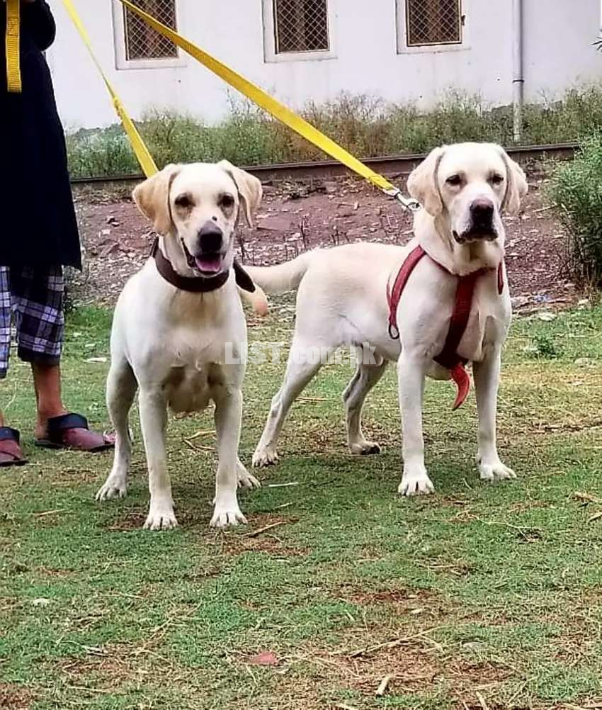 American labrador pair 12 month for sale