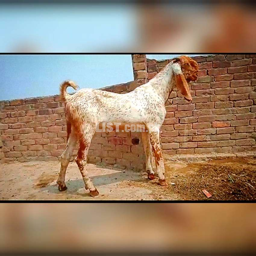 Faisalabad Goat farm Goat for sale