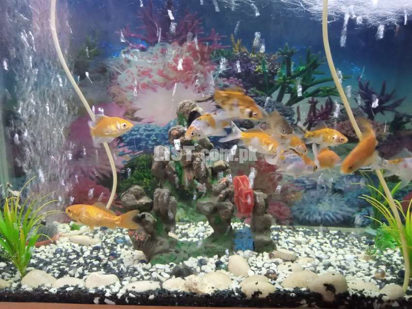 Fish aquarium with up to 10 gold fishes