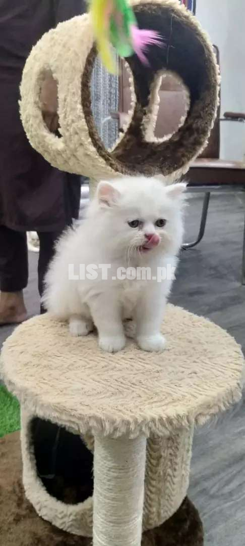 Persian Kitten Available Mashallah Haldi Kitten