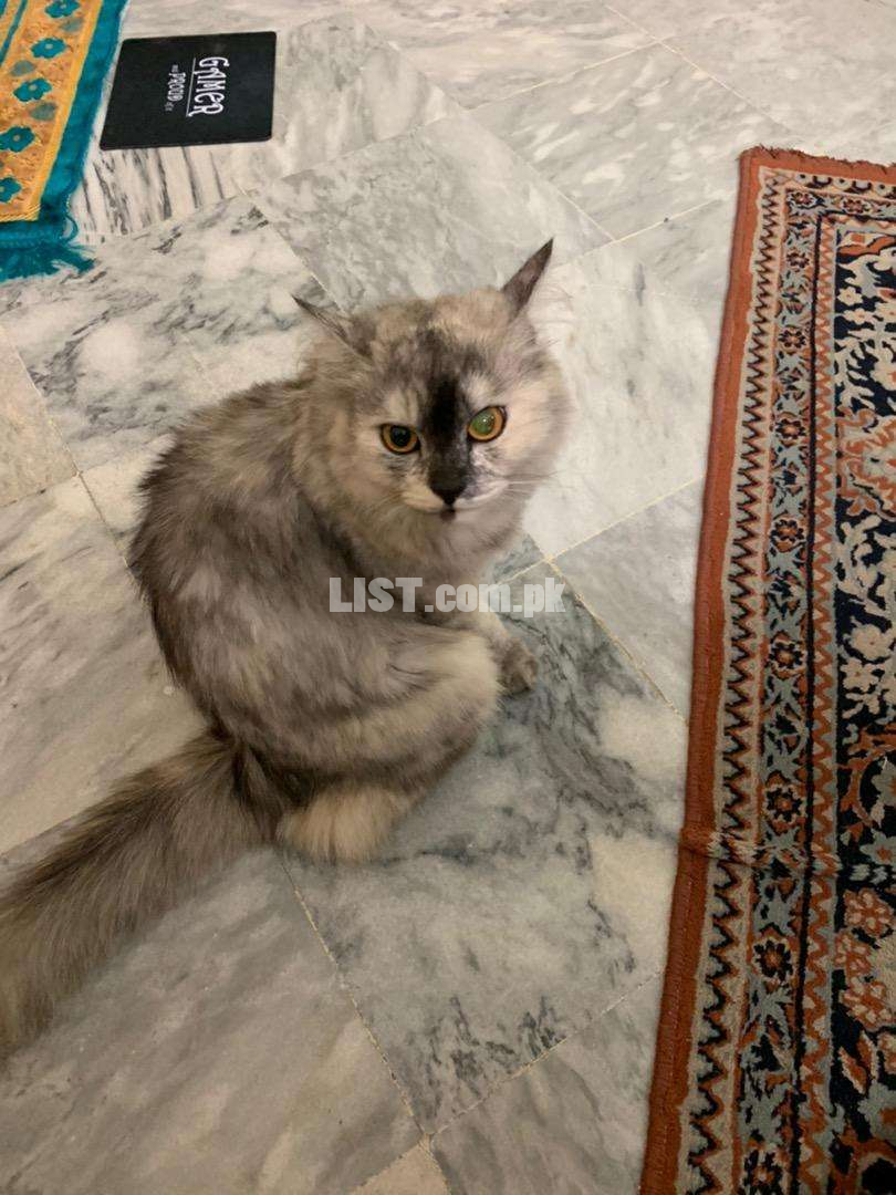 Grey Whitish Persian Female Cat