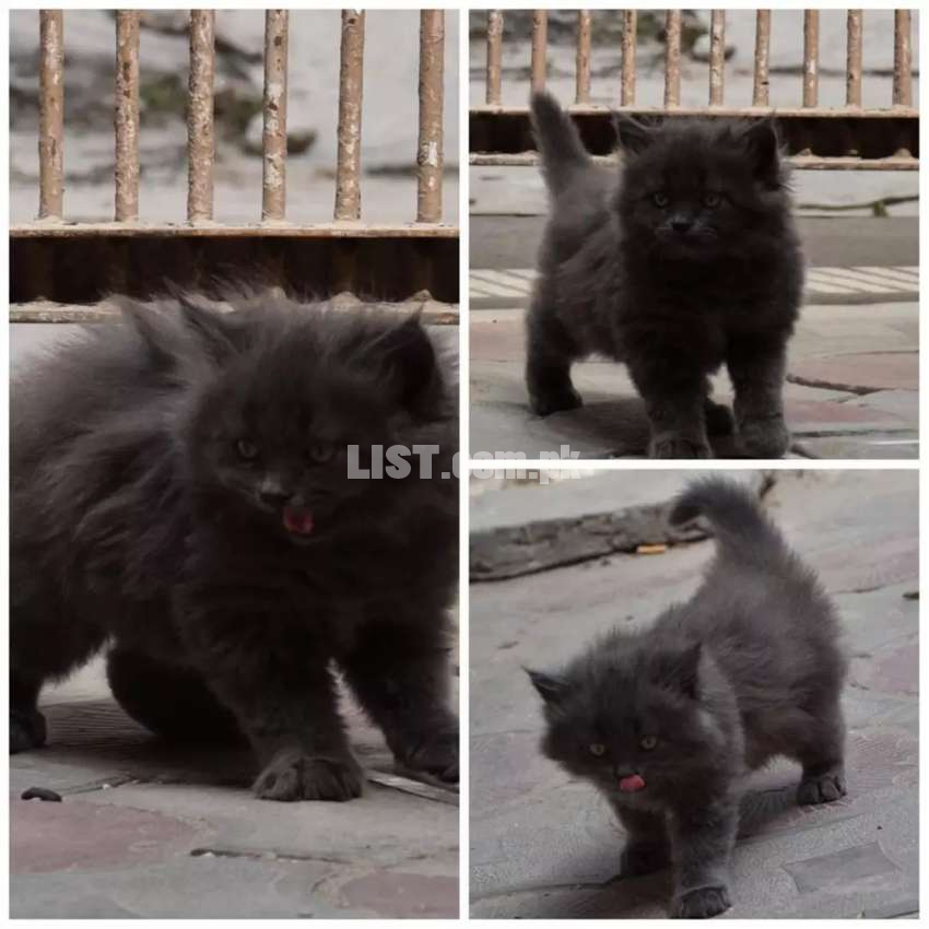persian male 3 coat age 3.5 month