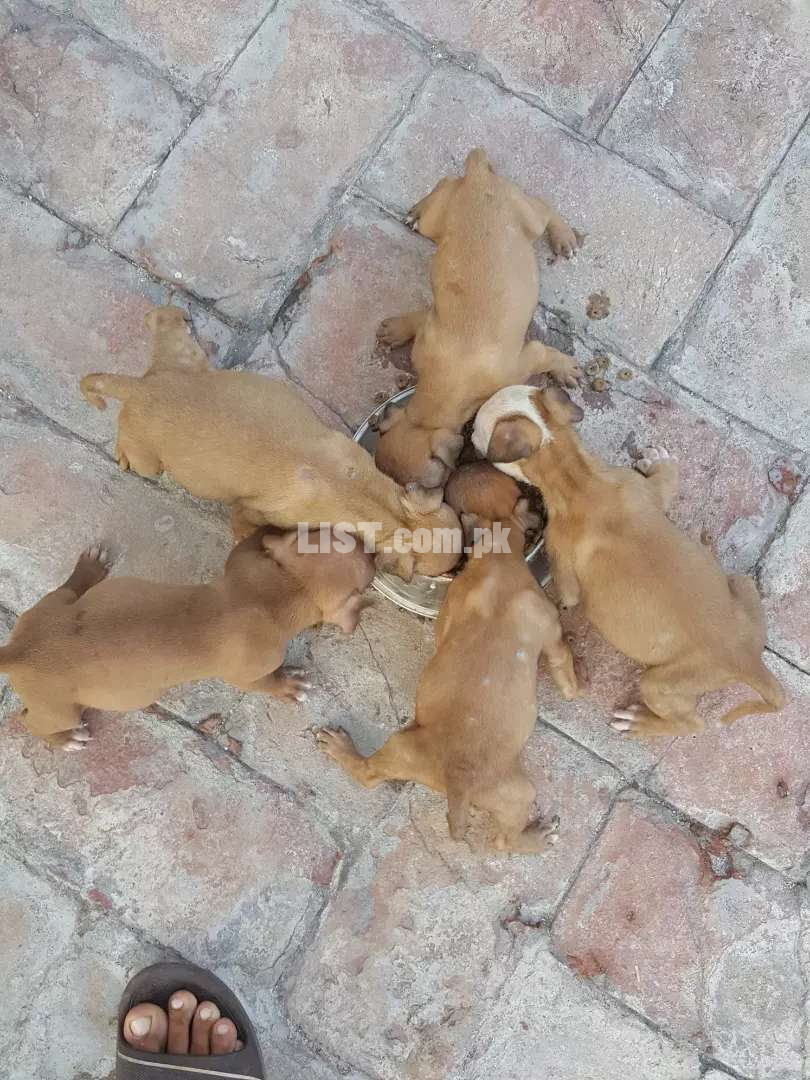 Pitbull Game Dog Pupps For sale.