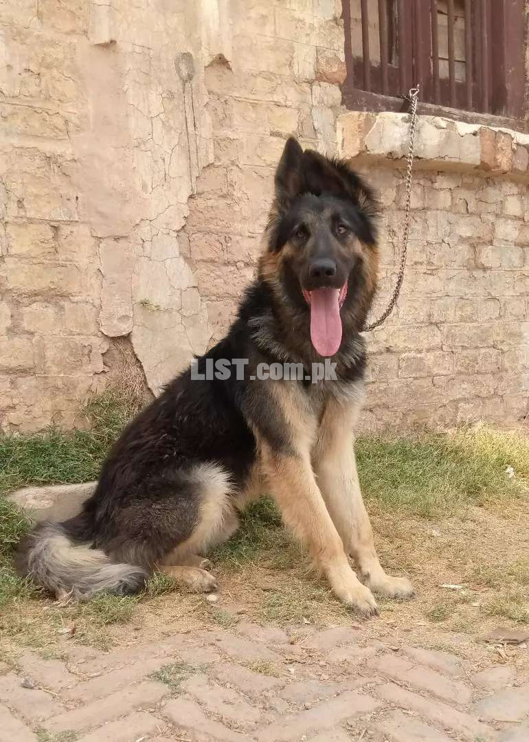 German Shepherd double coat mail 13 month for sale