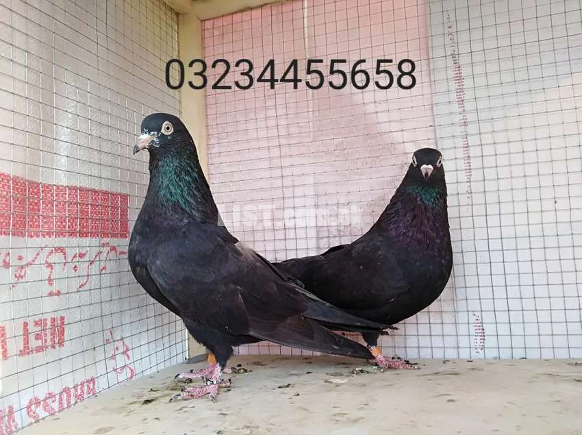 Zakh Pigeon